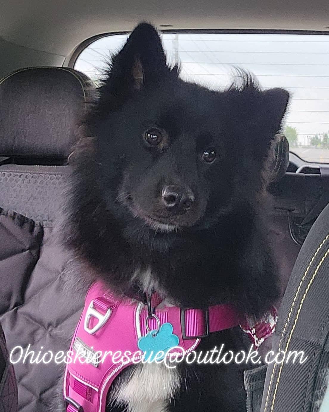 LEALA, an adoptable American Eskimo Dog, Schipperke in Maineville, OH, 45039 | Photo Image 3