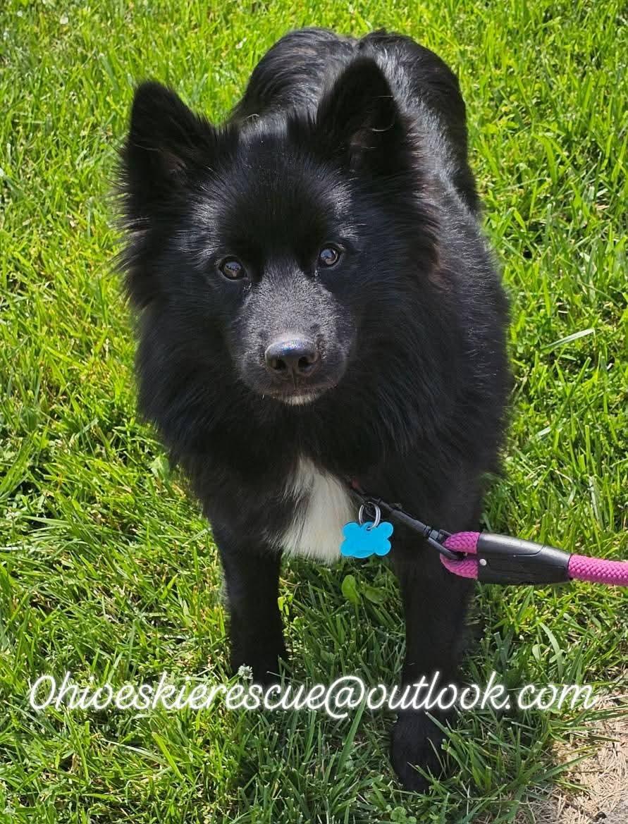 LEALA, an adoptable American Eskimo Dog, Schipperke in Maineville, OH, 45039 | Photo Image 5