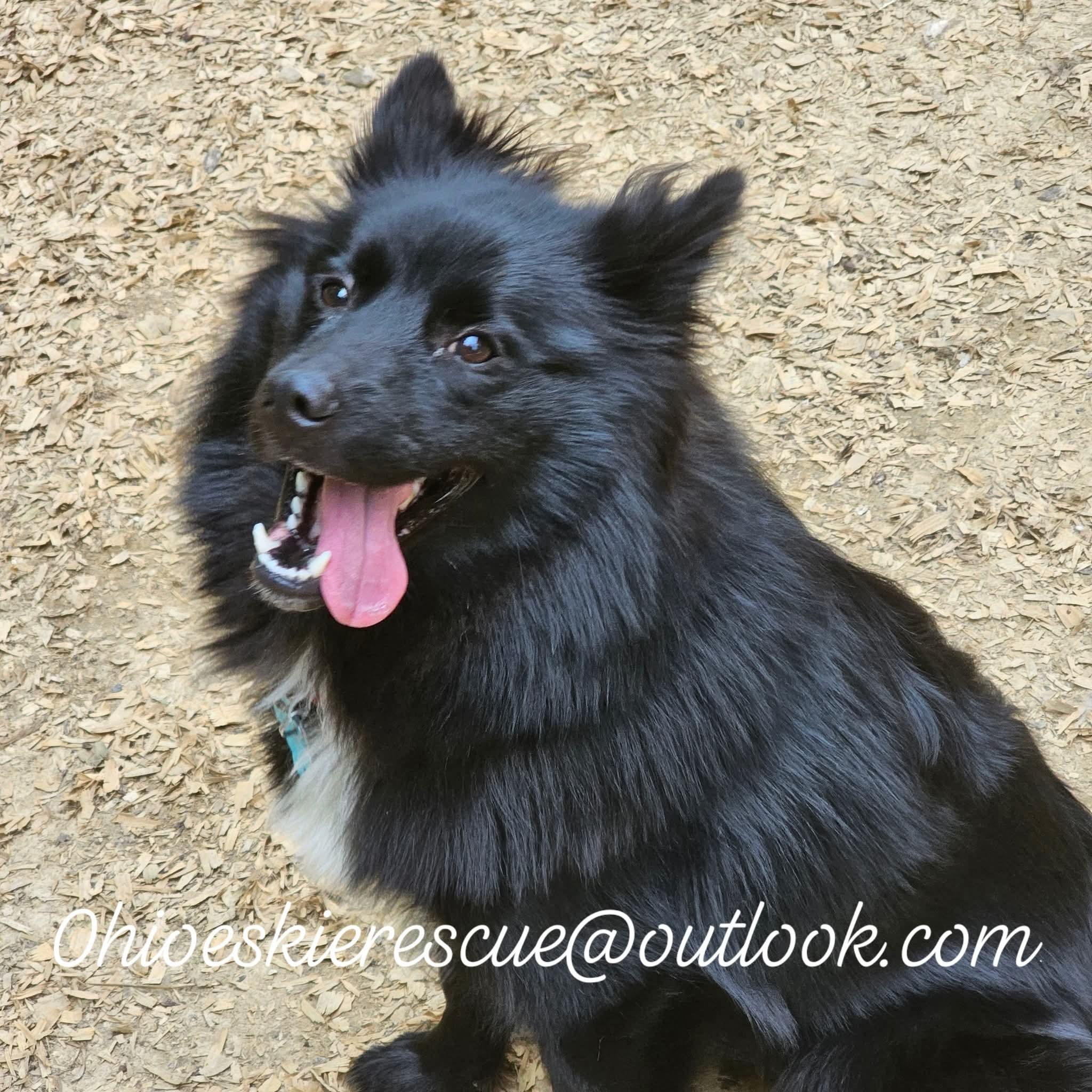 Enlarge LEALA, a Adopted mixed breed in Maineville, OH image 1/5