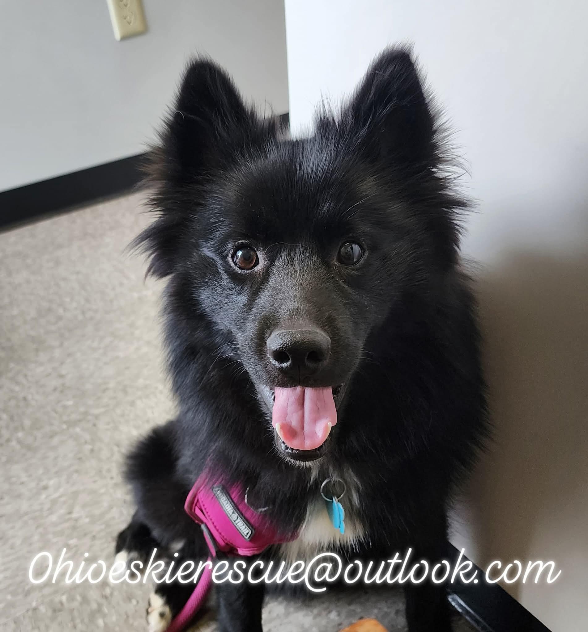 LEALA, an adoptable American Eskimo Dog, Schipperke in Maineville, OH, 45039 | Photo Image 2