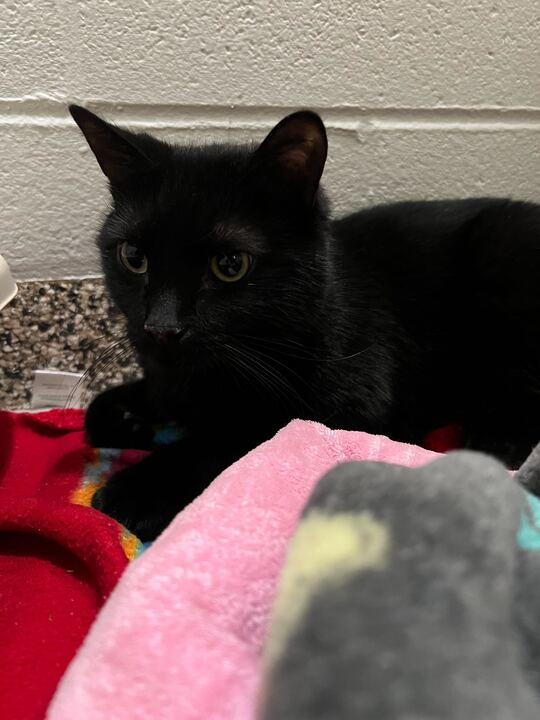 Waddles, ADOPTABLE, Adult Male American Shorthair.