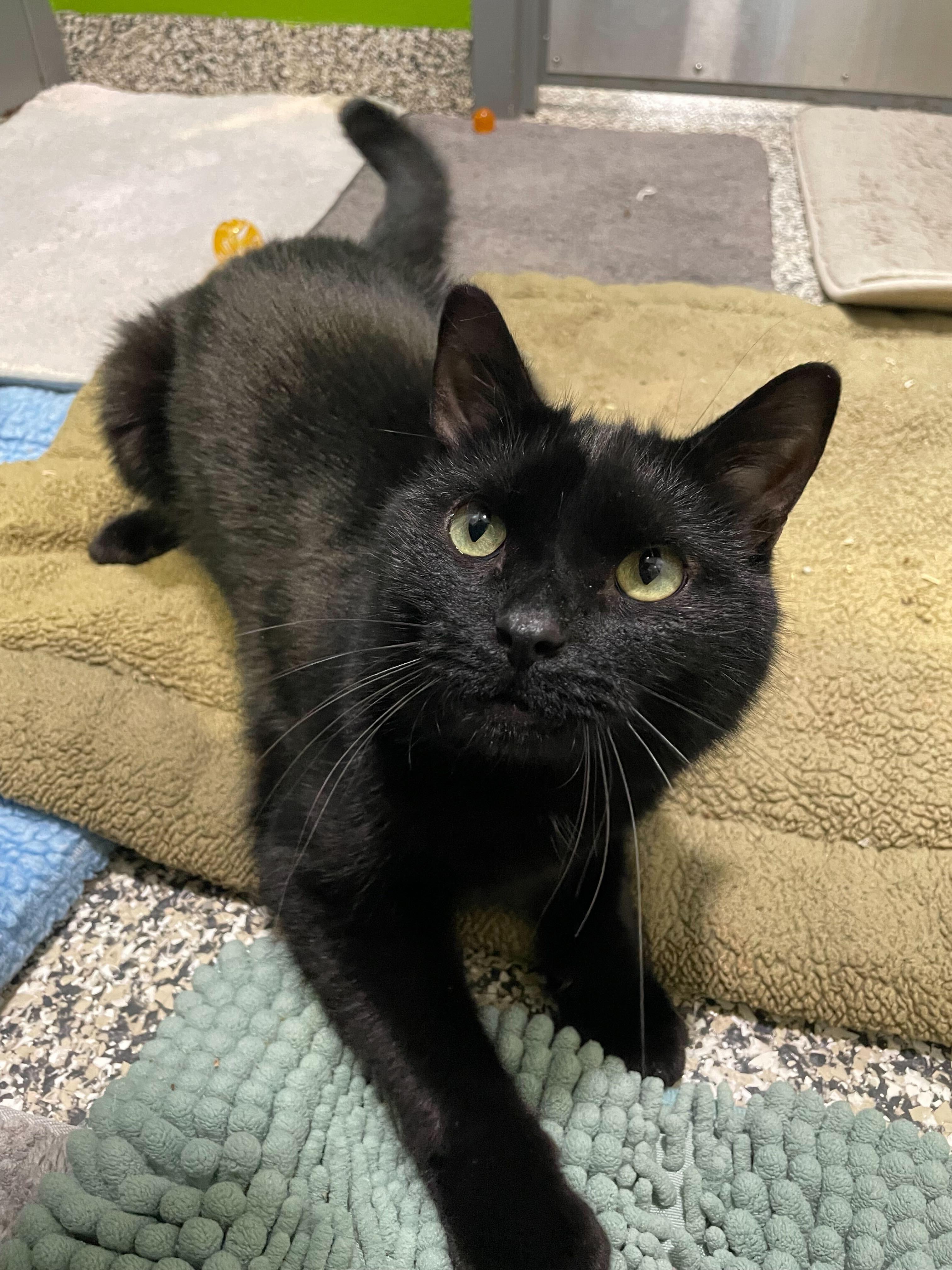Enlarge Waddles, an adoptable American Shorthair in Jackson, MI image 6/6