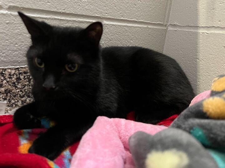 Enlarge Waddles, a ADOPTABLE American Shorthair in Jackson, MI image 2/5