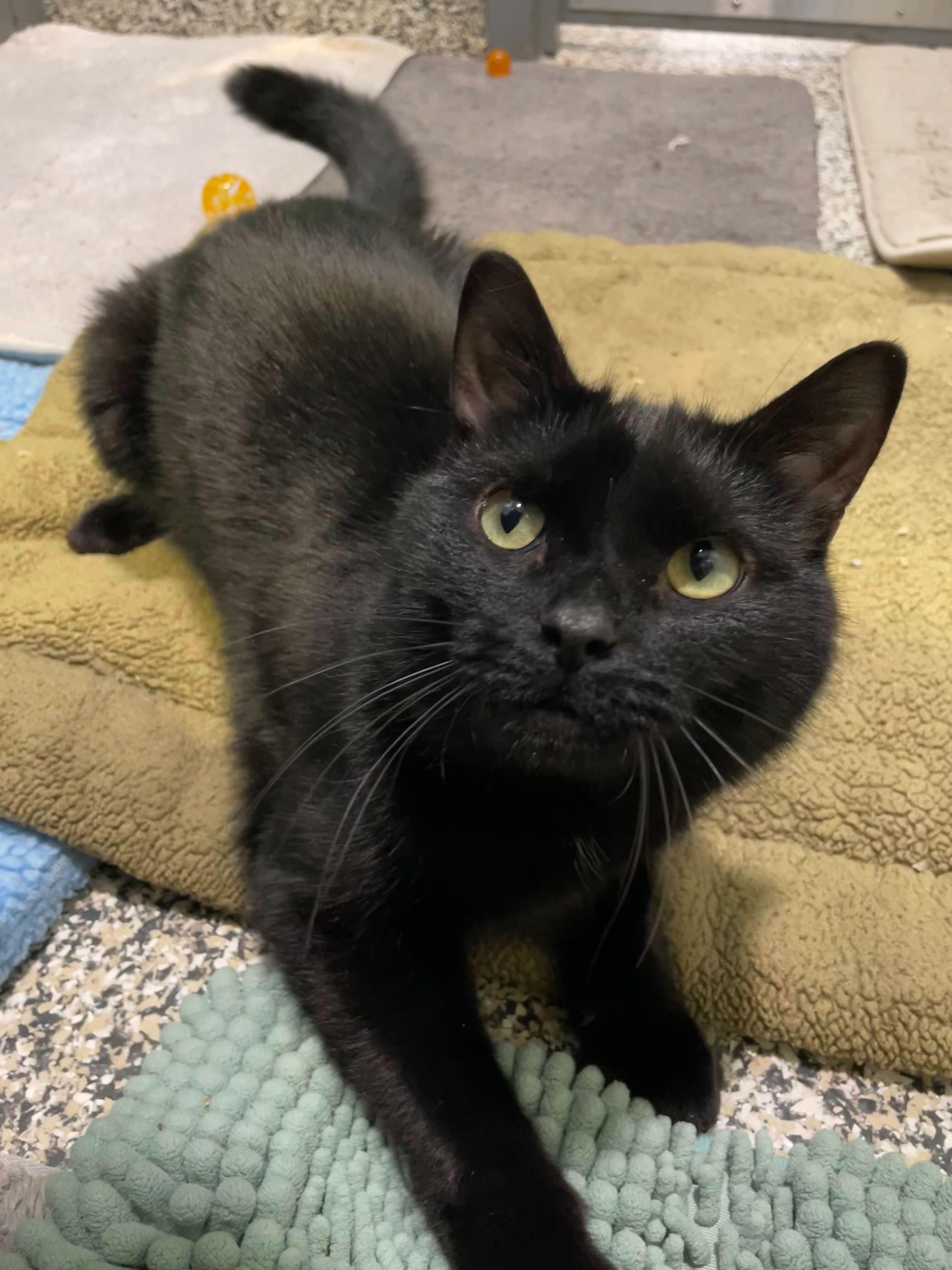 Enlarge Waddles, an adoptable American Shorthair in Jackson, MI image 3/6