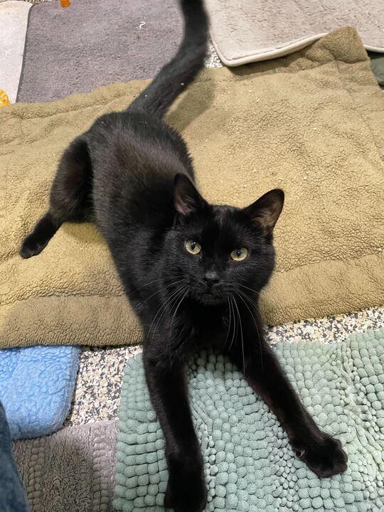 Enlarge Waddles, an adoptable American Shorthair in Jackson, MI image 4/6