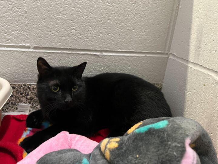 Enlarge Waddles, a ADOPTABLE American Shorthair in Jackson, MI image 4/5