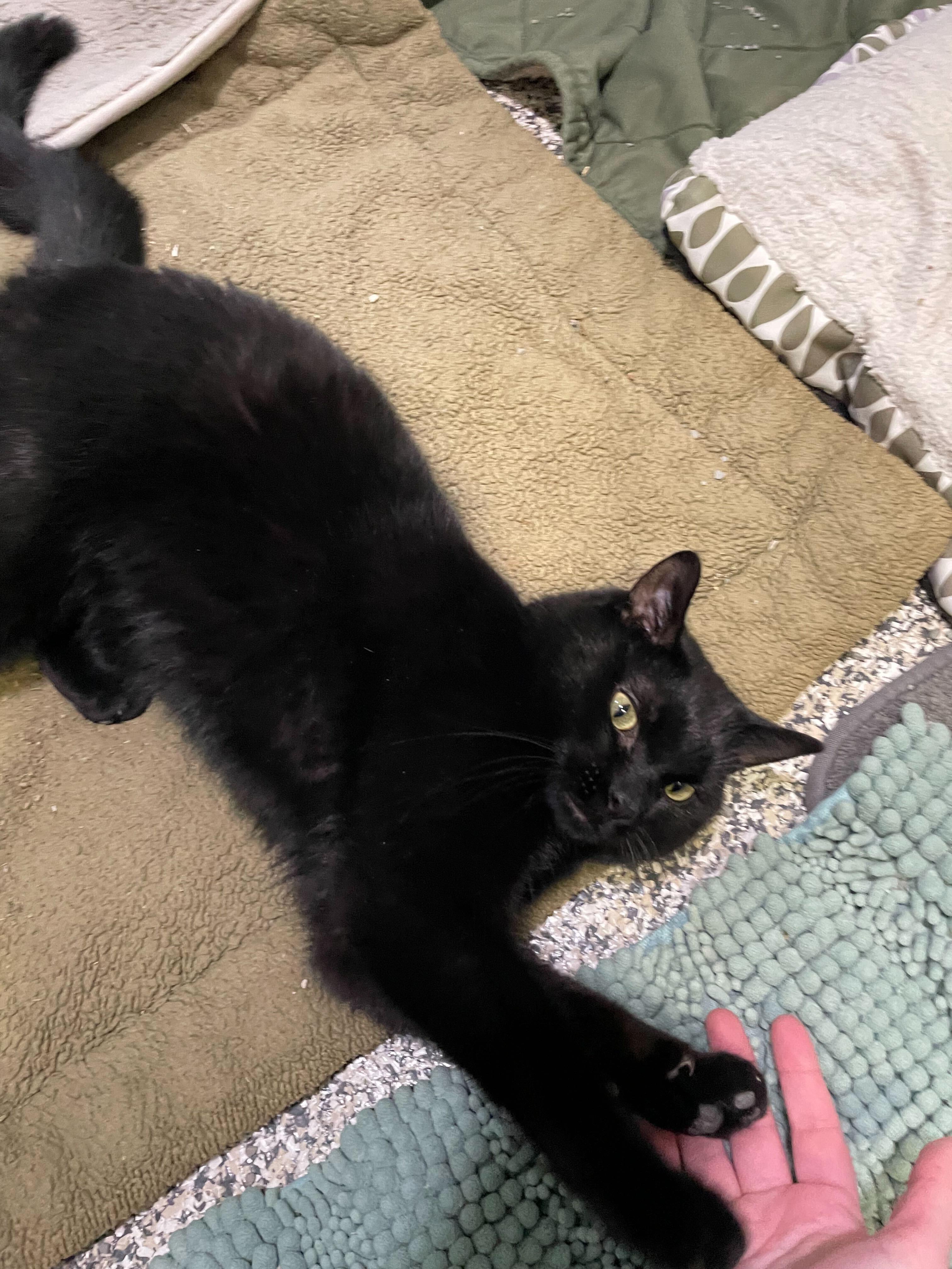 Enlarge Waddles, an adoptable American Shorthair in Jackson, MI image 5/6