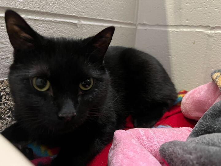 Enlarge Waddles, a ADOPTABLE American Shorthair in Jackson, MI image 5/5