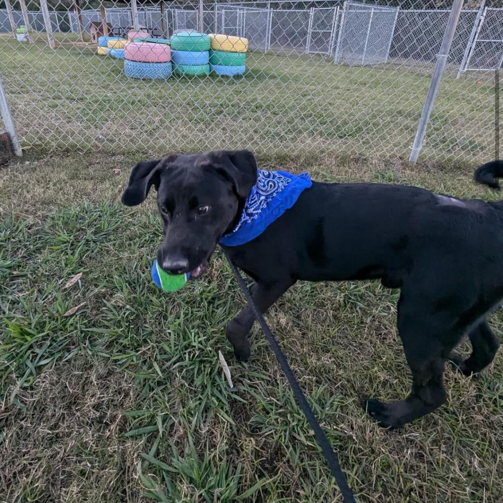Fright, a Adoptable Mixed Breed in Columbiana, AL image 2/6