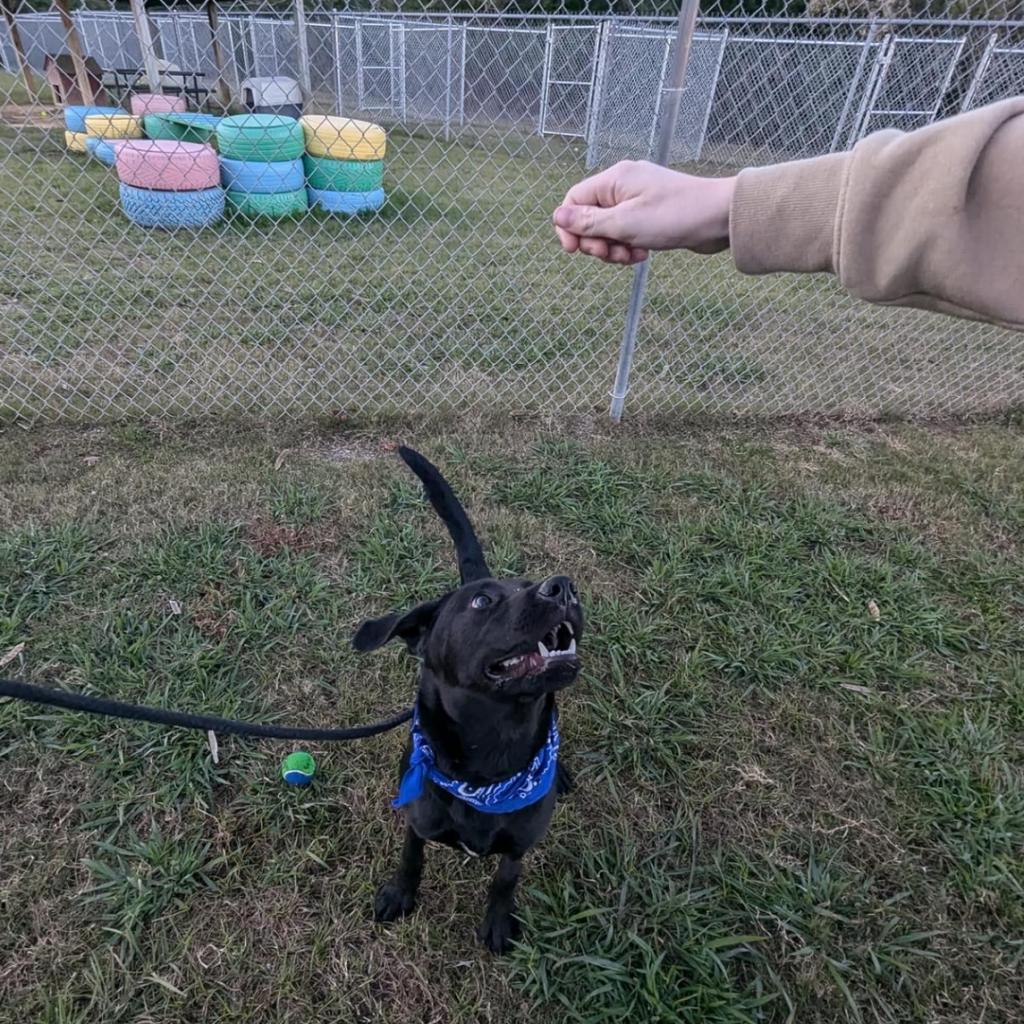 Fright, a Adoptable Mixed Breed in Columbiana, AL image 3/6