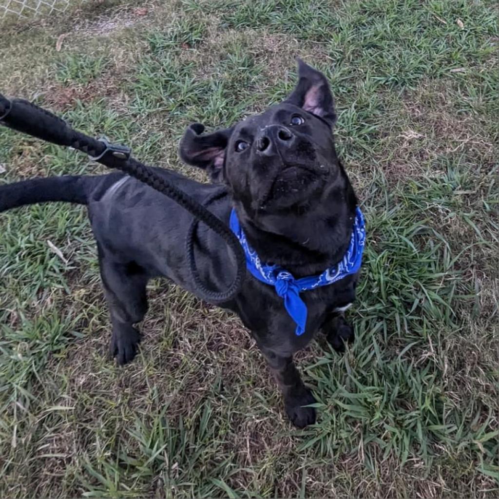Fright, a Adoptable Mixed Breed in Columbiana, AL image 4/6