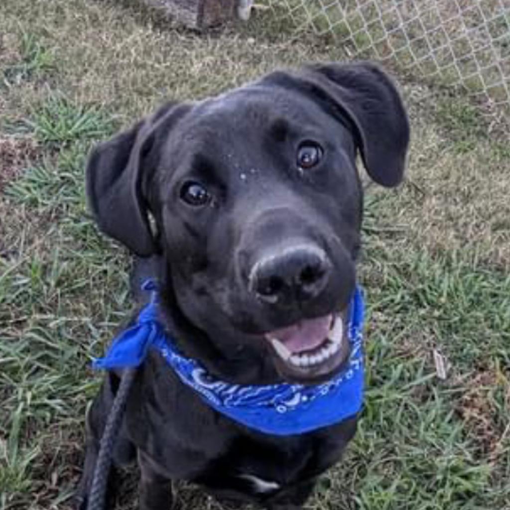 Fright, a Adoptable Mixed Breed in Columbiana, AL image 5/6