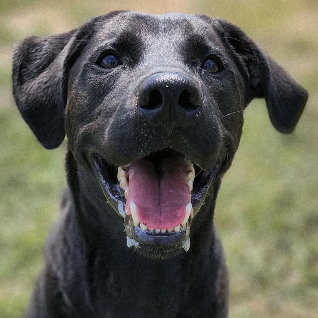 Enlarge Fright (Weekend Warrior), a Adoptable Mixed Breed in Columbiana, AL image 5/6