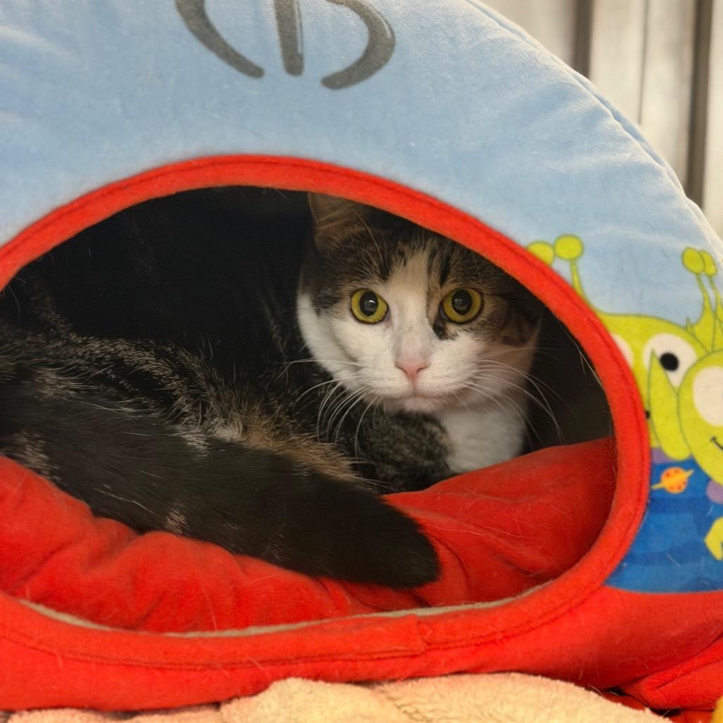 Enlarge Lyra, a Adoptable Domestic Short Hair in Portage, MI image 1/1