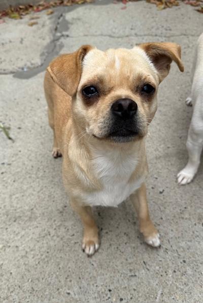 Judy Garland, an adoptable Chihuahua, Puggle in Long Beach, NY, 11561 | Photo Image 3
