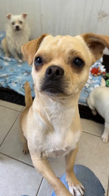 Judy Garland, an adoptable Chihuahua, Puggle in Long Beach, NY, 11561 | Photo Image 4