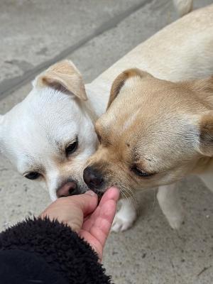 Judy Garland, an adoptable Chihuahua, Puggle in Long Beach, NY, 11561 | Photo Image 5