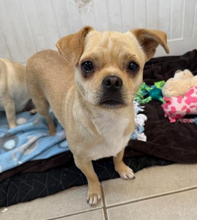 Judy Garland, an adoptable Chihuahua, Puggle in Long Beach, NY, 11561 | Photo Image 2