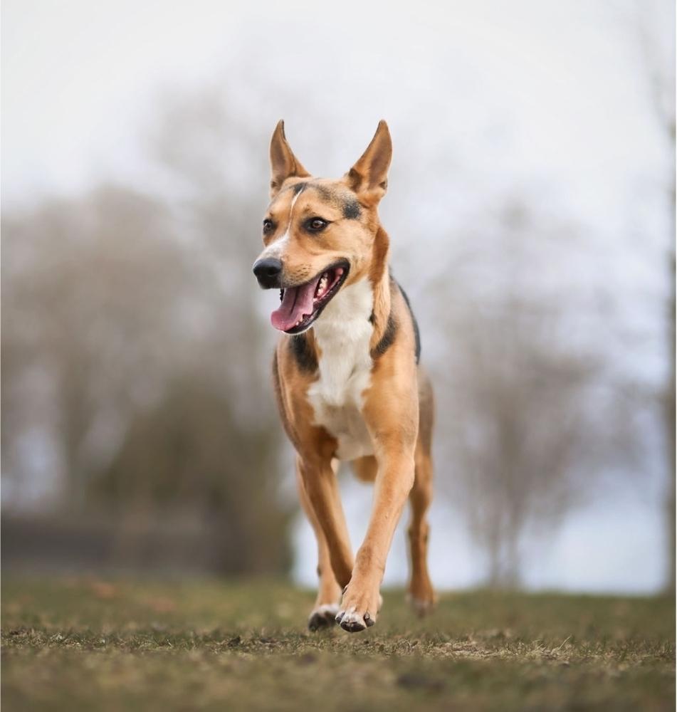 Buster V, Adoptable, Adult Male German Shepherd Dog.