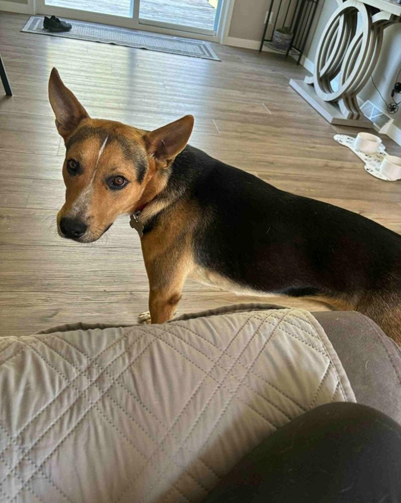 Buster V, a Adoptable mixed breed in Fredonia, WI image 1/4