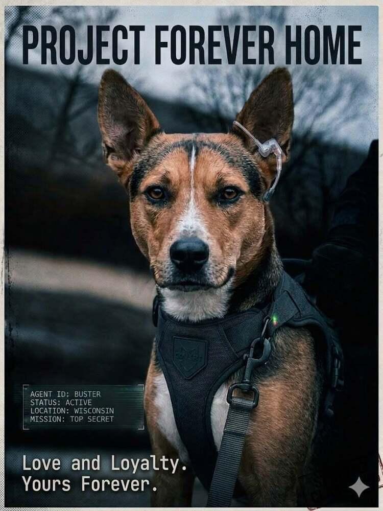 Enlarge Buster V, a Adoptable mixed breed in Fredonia, WI image 2/5