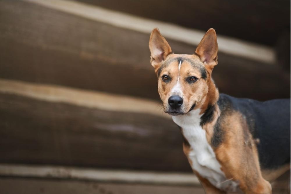 Enlarge Buster V, a Adoptable mixed breed in Fredonia, WI image 3/5