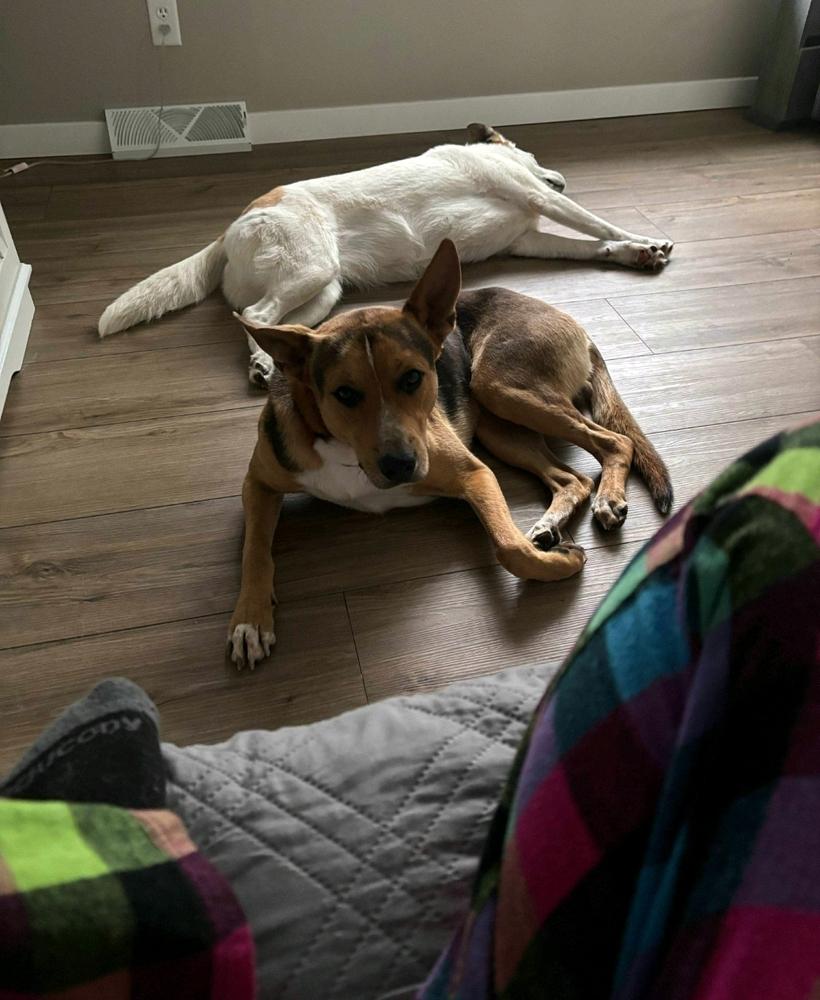 Buster V, a Adoptable mixed breed in Fredonia, WI image 2/4