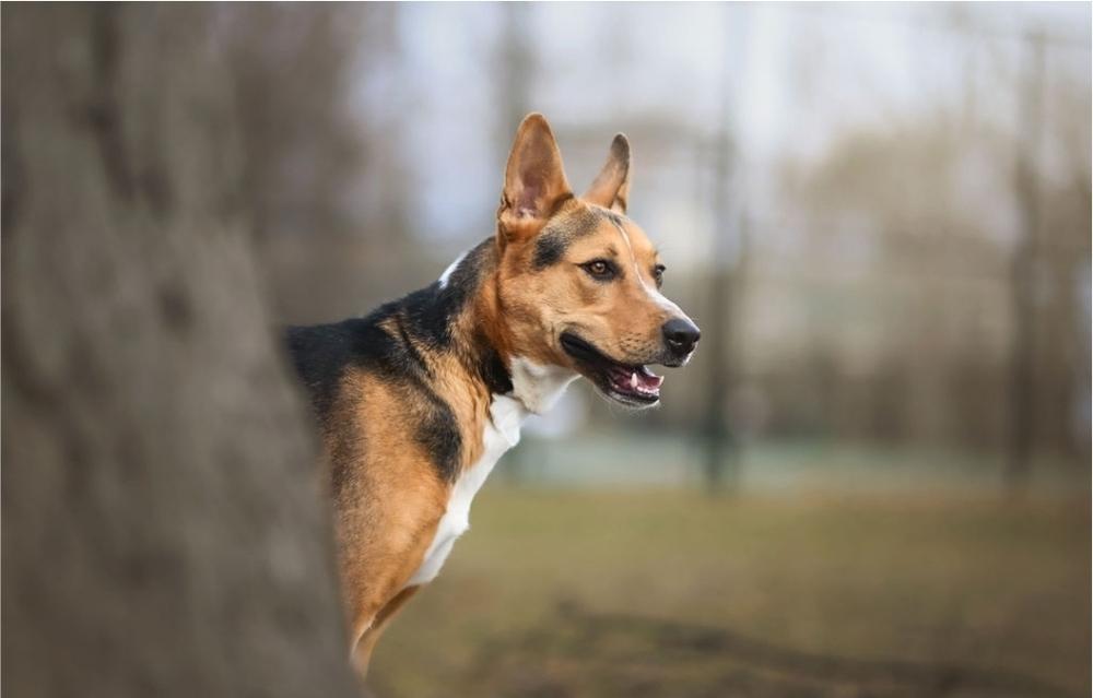 Enlarge Buster V, a Adoptable mixed breed in Fredonia, WI image 4/5