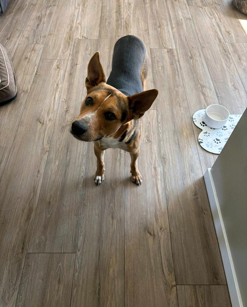 Buster V, a Adoptable mixed breed in Fredonia, WI image 3/4