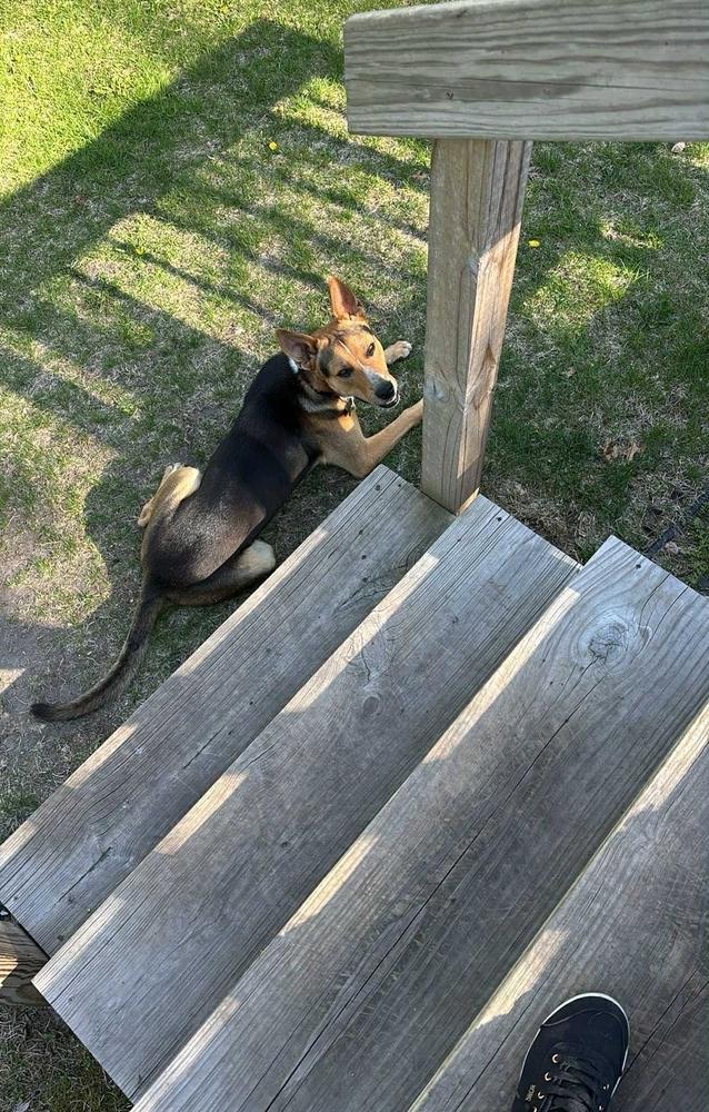 Buster V, a Adoptable mixed breed in Fredonia, WI image 4/4