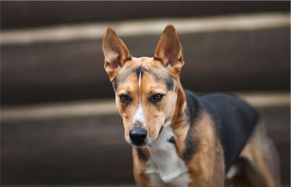 Enlarge Buster V, a Adoptable mixed breed in Fredonia, WI image 5/5