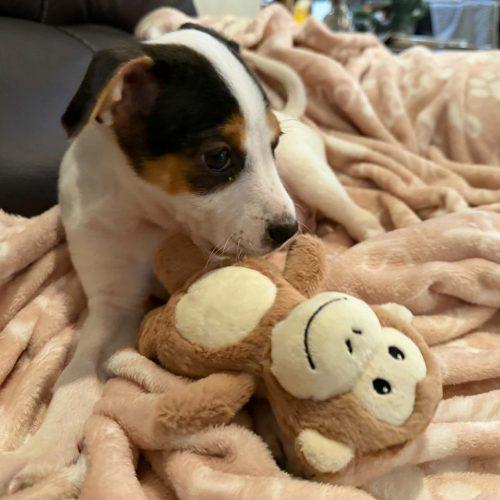 Enlarge Jessie 5835 D, a Adoptable mixed breed in Frankfort, KY image 1/5