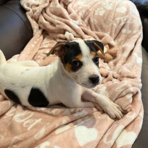 Enlarge Jessie 5835 D, a Adoptable mixed breed in Frankfort, KY image 2/5