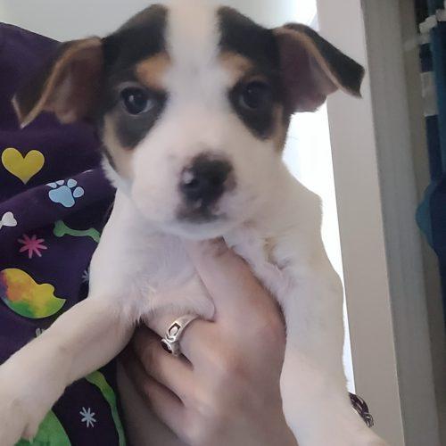 Enlarge Jessie 5835 D, a Adoptable mixed breed in Frankfort, KY image 3/5