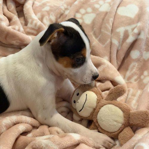 Enlarge Jessie 5835 D, a Adoptable mixed breed in Frankfort, KY image 4/5