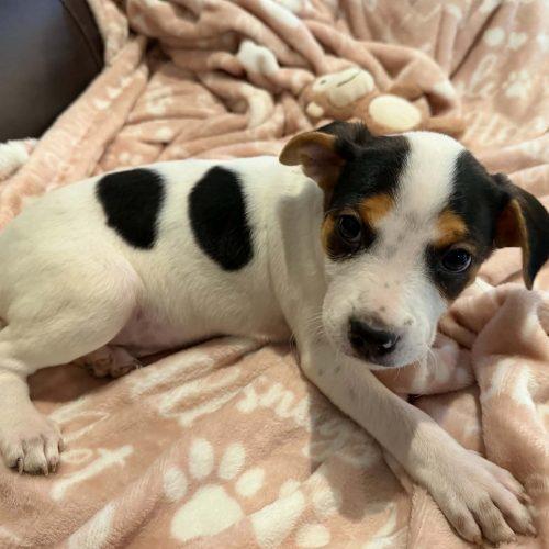 Enlarge Jessie 5835 D, a Adoptable mixed breed in Frankfort, KY image 5/5