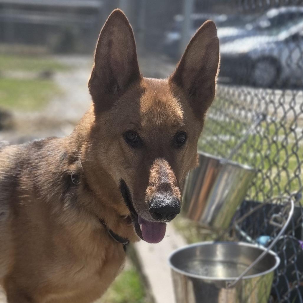 Max, Adoptable, Adult Male German Shepherd Dog.
