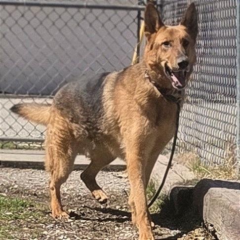 Enlarge Max, a Adoptable German Shepherd Dog in Pittsford, VT image 2/2
