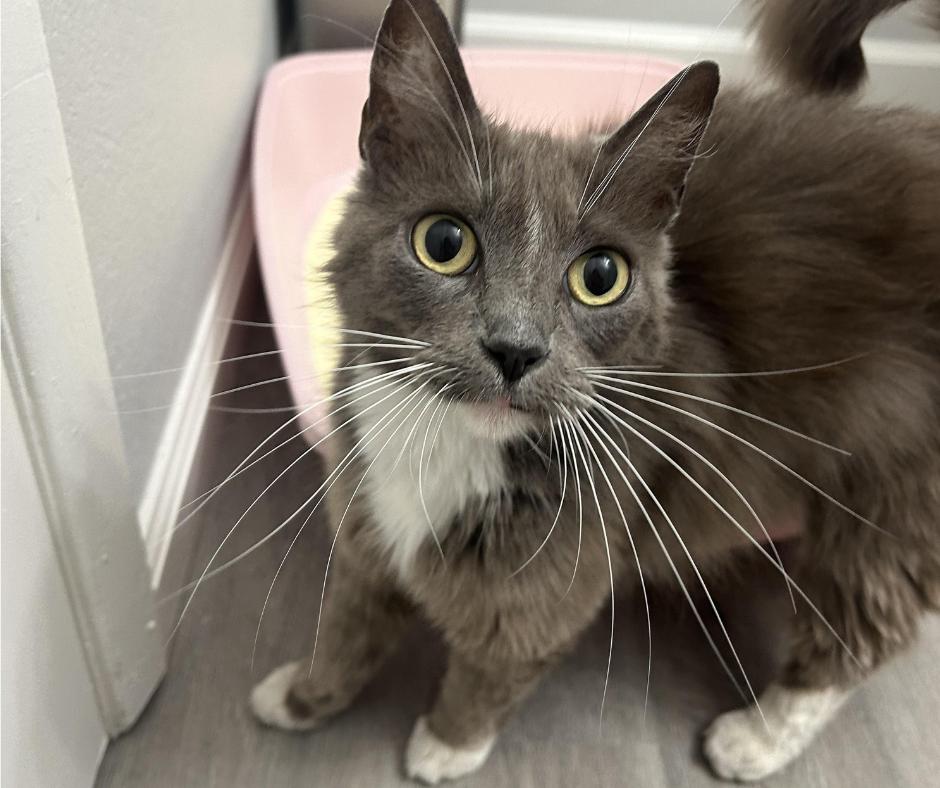 Enlarge Pine Sol, a Adoptable Domestic Long Hair in Huntington Beach, CA image 1/6