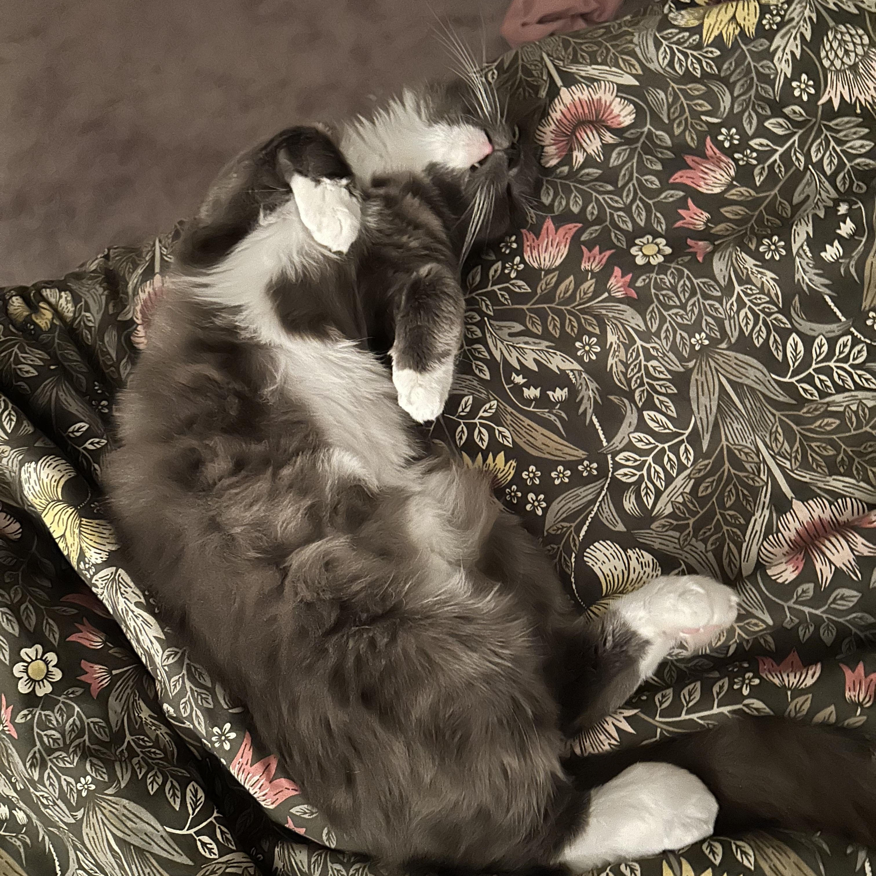 Enlarge Pine Sol, a Adoptable Domestic Long Hair in Huntington Beach, CA image 5/6