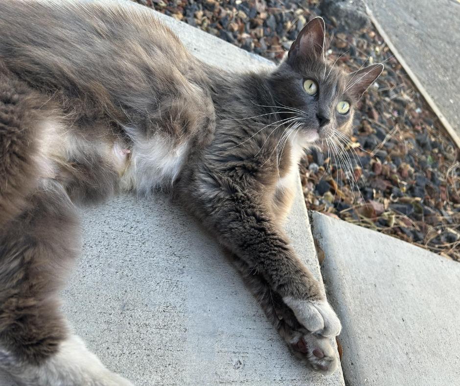 Enlarge Pine Sol, a Adoptable Domestic Long Hair in Huntington Beach, CA image 3/6