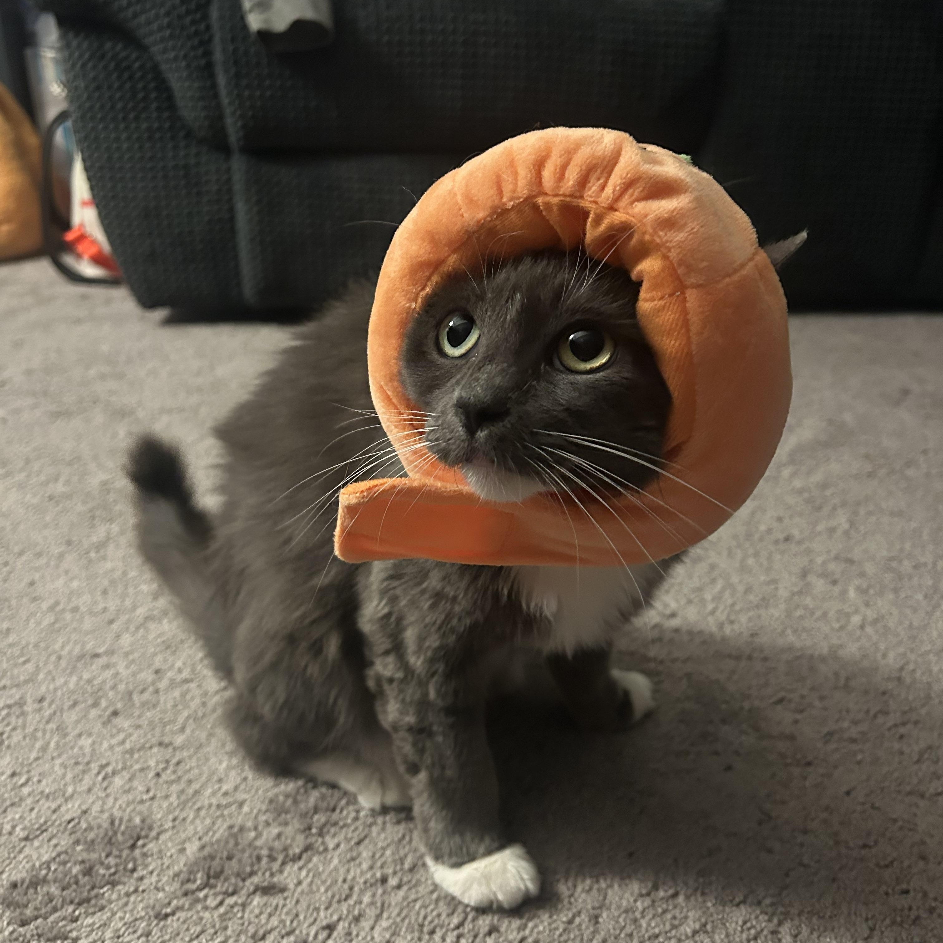 Enlarge Pine Sol, a Adoptable Domestic Long Hair in Huntington Beach, CA image 2/6