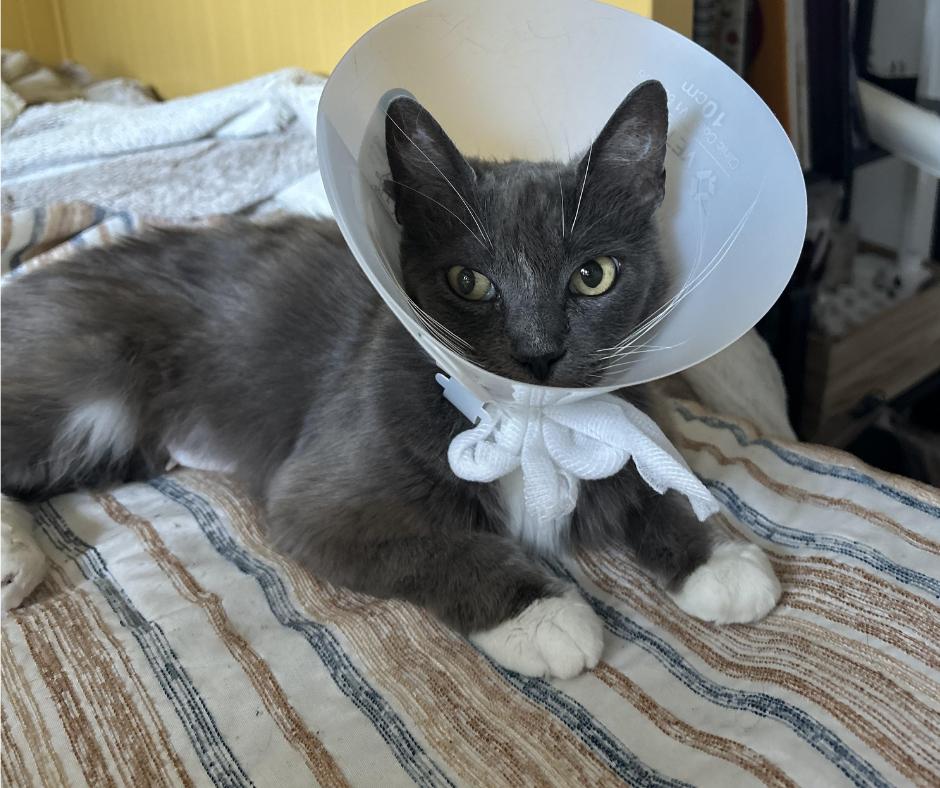 Enlarge Pine Sol, a Adoptable Domestic Long Hair in Huntington Beach, CA image 6/6