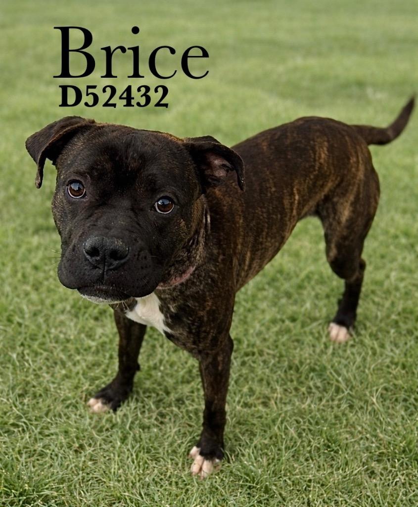 Brice, Adoptable, Young Male Boxer & Mixed Breed.