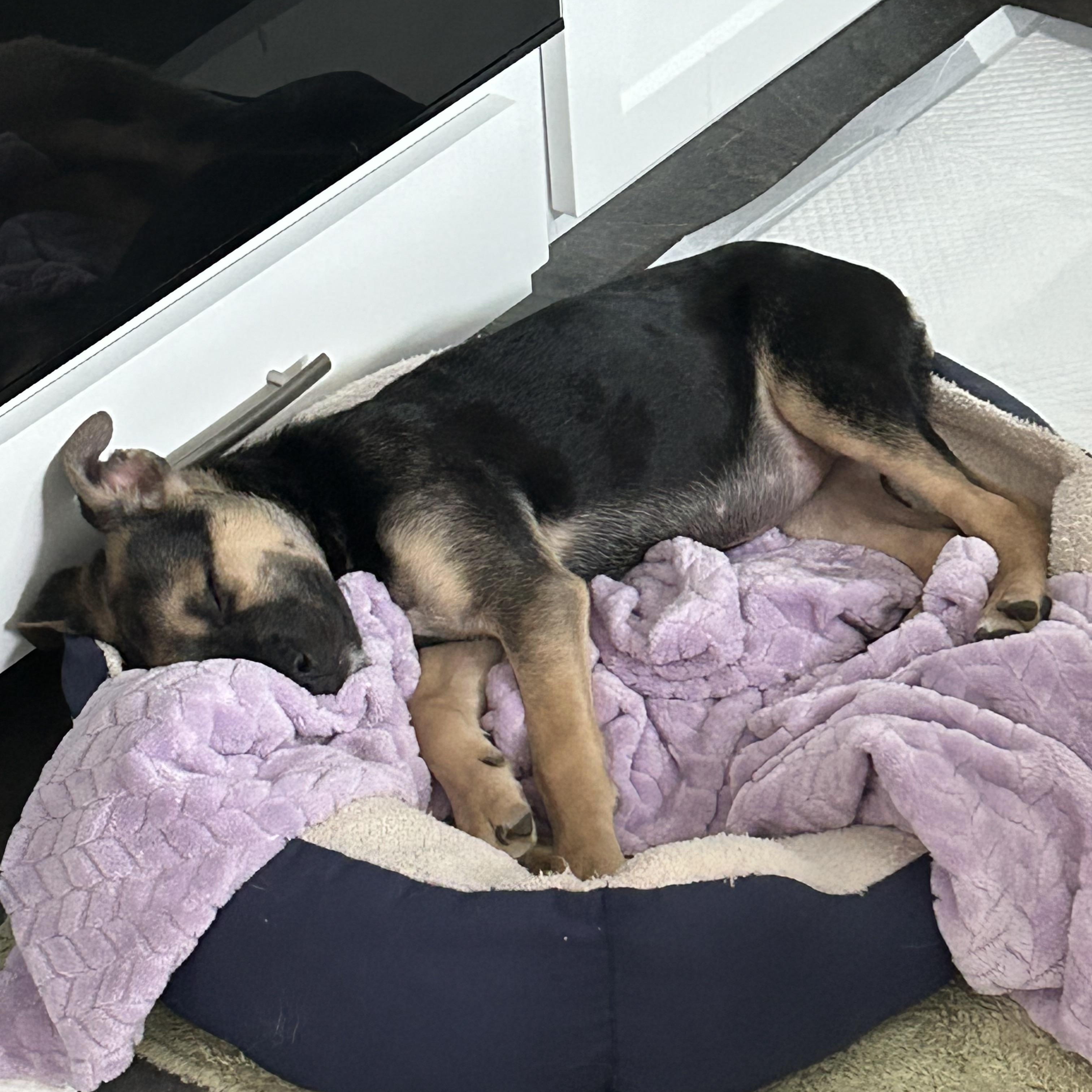 Enlarge Alysa Liu, an adopted mixed breed in Redwood City, CA image 3/6