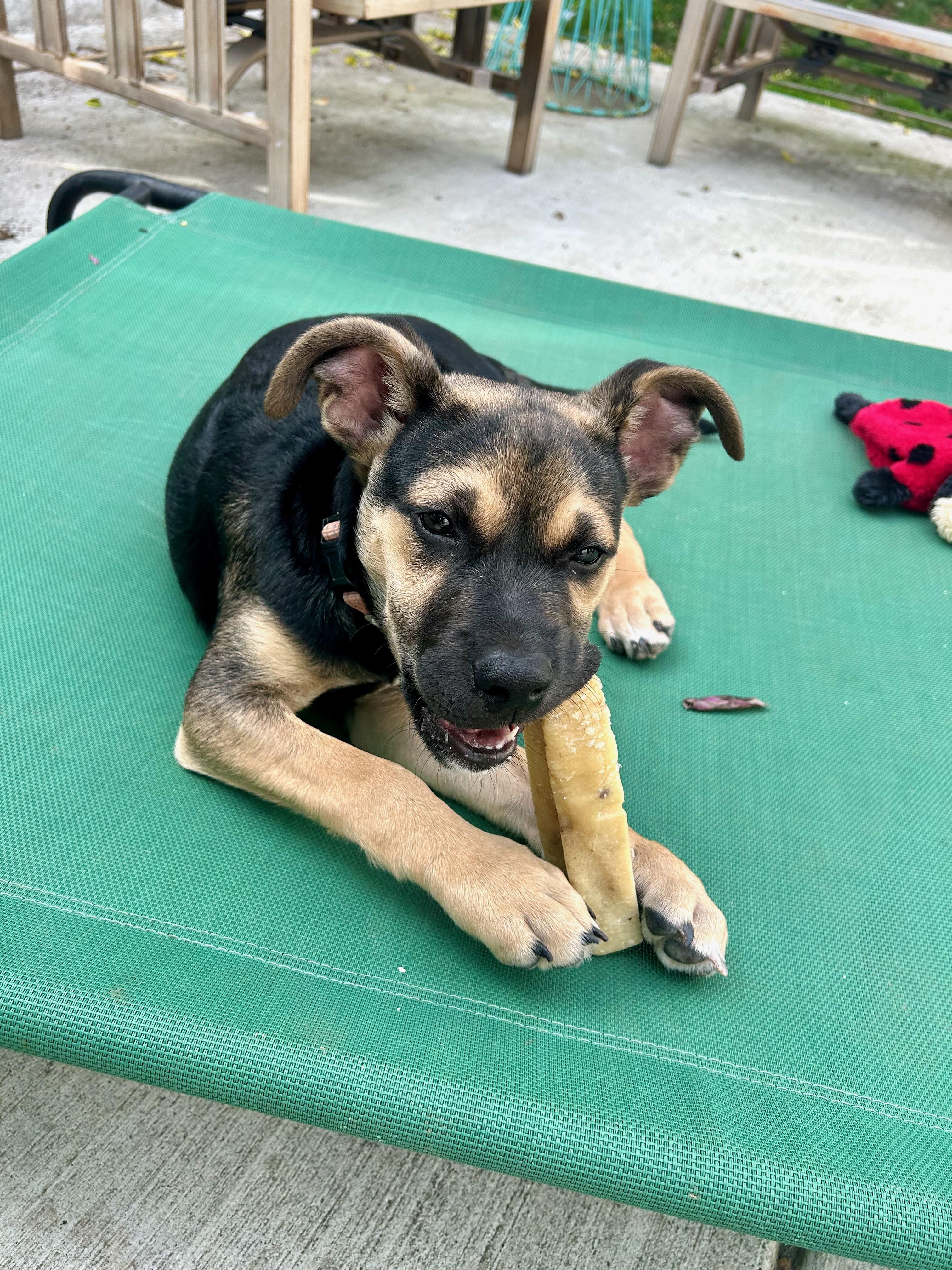 Enlarge Alysa Liu, an adopted mixed breed in Redwood City, CA image 2/6