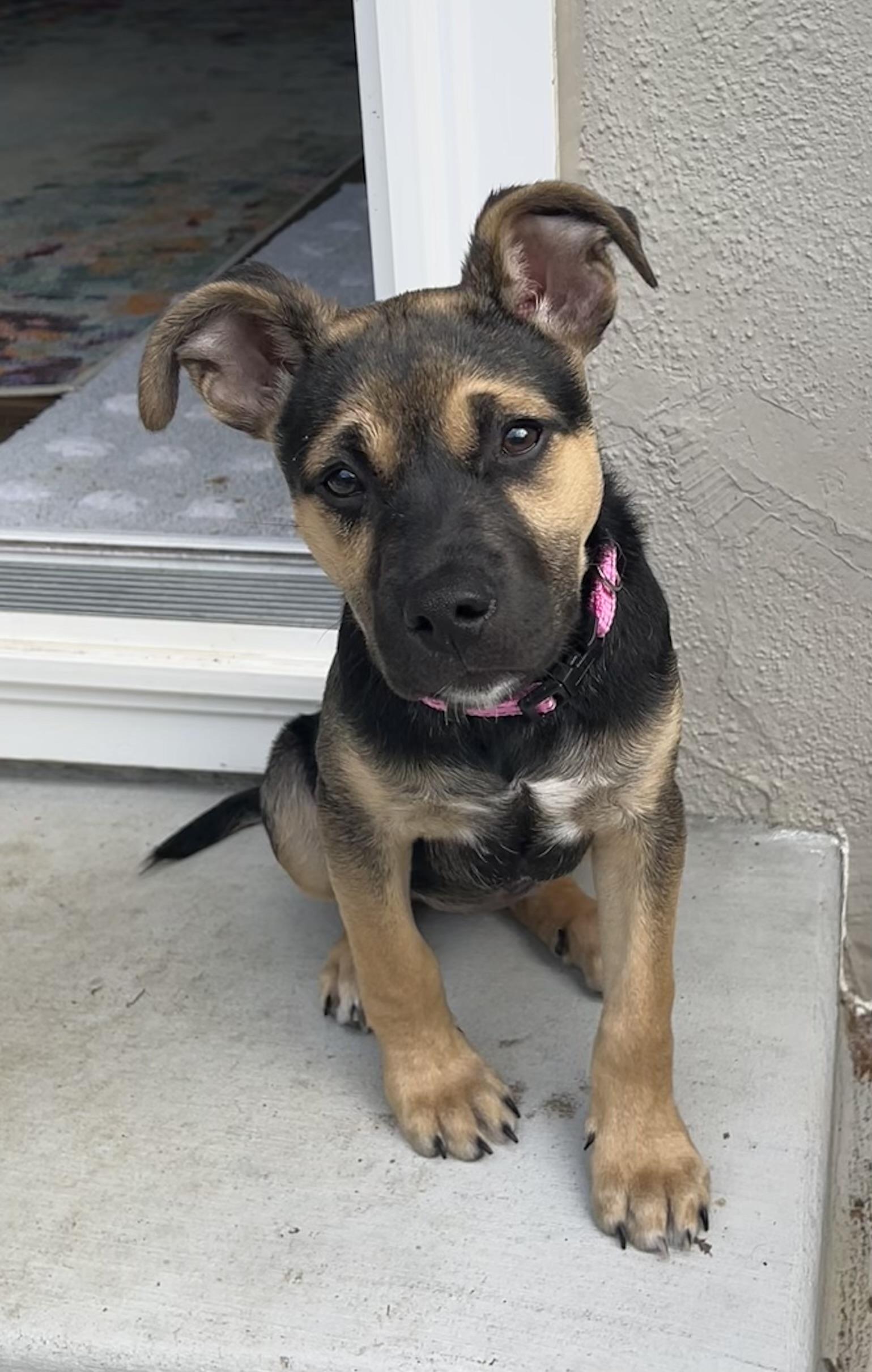 Enlarge Alysa Liu, an adopted mixed breed in Redwood City, CA image 1/6