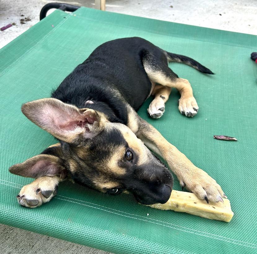 Enlarge Alysa Liu, an adopted mixed breed in Redwood City, CA image 6/6