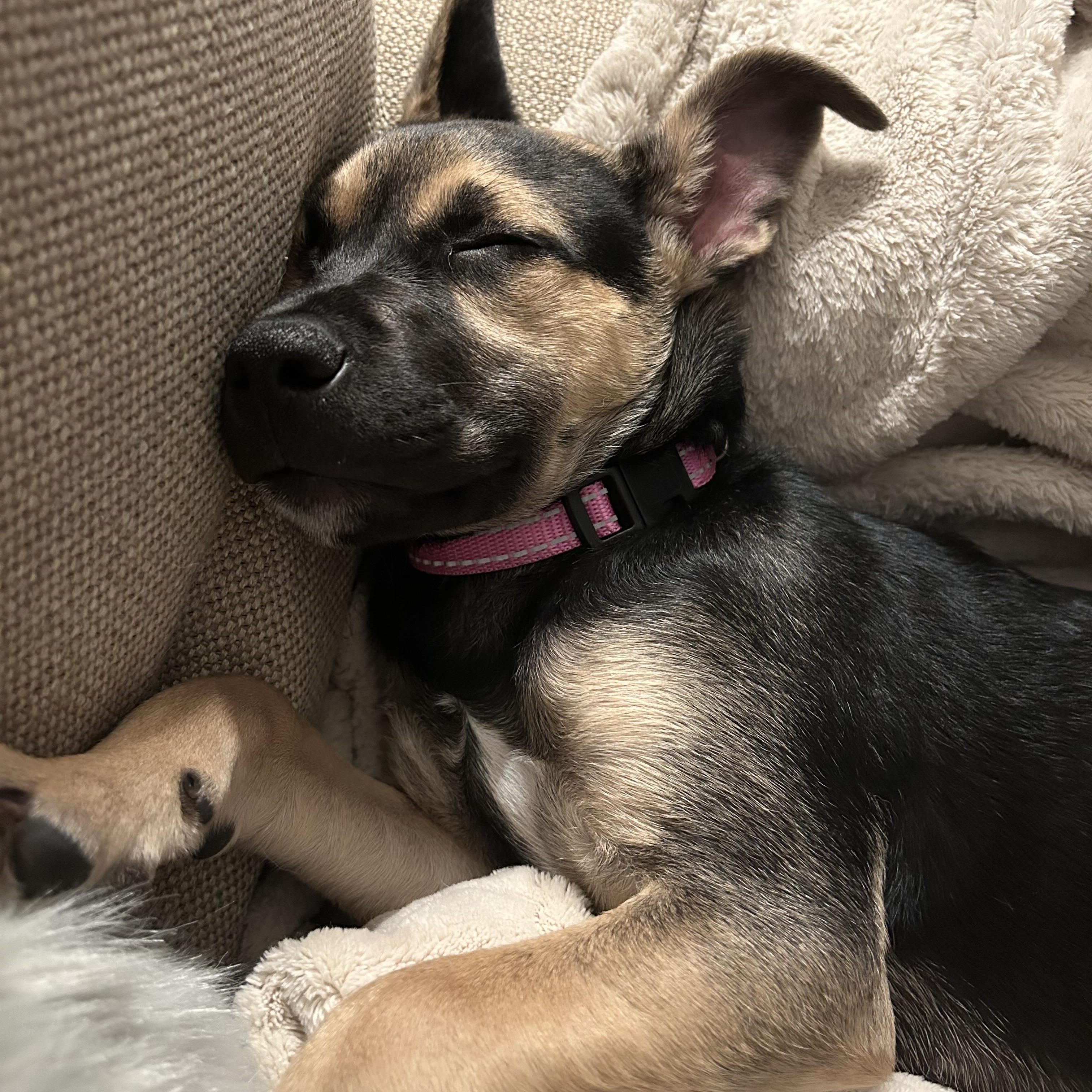 Enlarge Alysa Liu, an adopted mixed breed in Redwood City, CA image 4/6