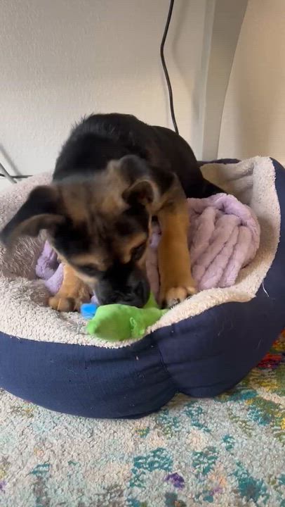 Enlarge Alysa Liu, an adopted mixed breed in Redwood City, CA video 5/6